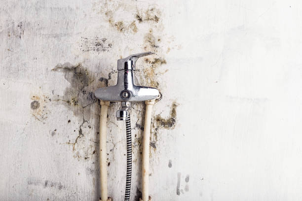Best Commercial Mold Remediation in Bell, CA