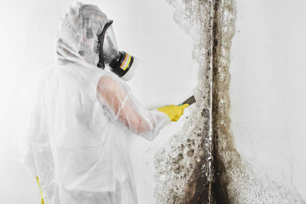 Best Post-Flood Mold Remediation in Bell, CA