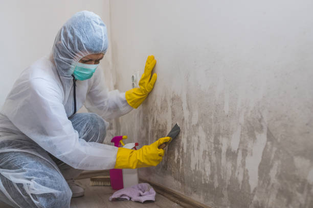 Reliable Bell, CA Mold Remediation Solutions
