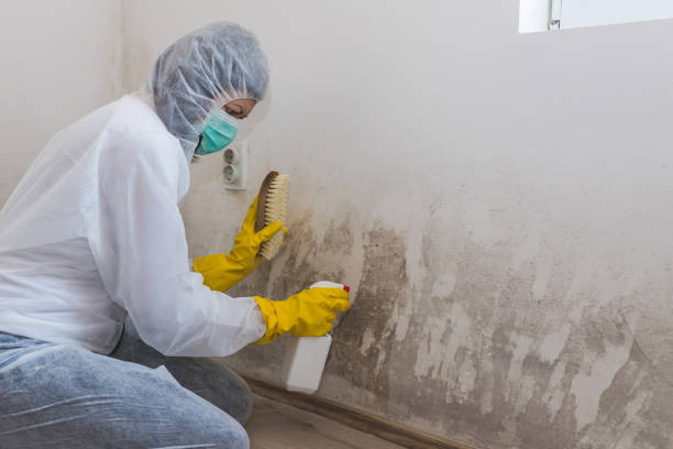 Best DIY Mold Remediation Support Services in Bell, CA