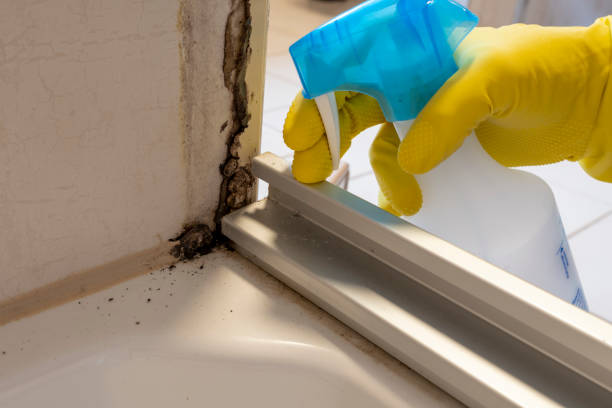 Best Basement Mold Remediation in Bell, CA