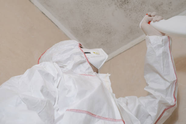 Best Industrial Mold Remediation in Bell, CA