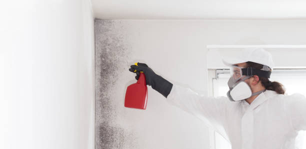 Best HVAC Mold Remediation in Bell, CA