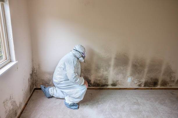 Best Crawl Space Mold Remediation in Bell, CA