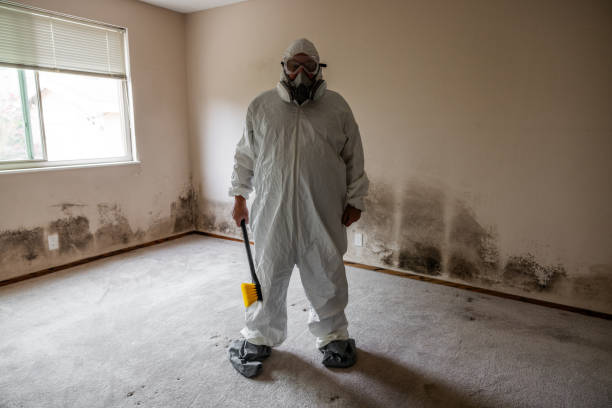 Trusted Bell, CA Mold Remediation Experts