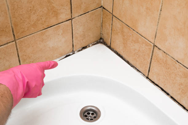 Best Residential Mold Remediation in Bell, CA